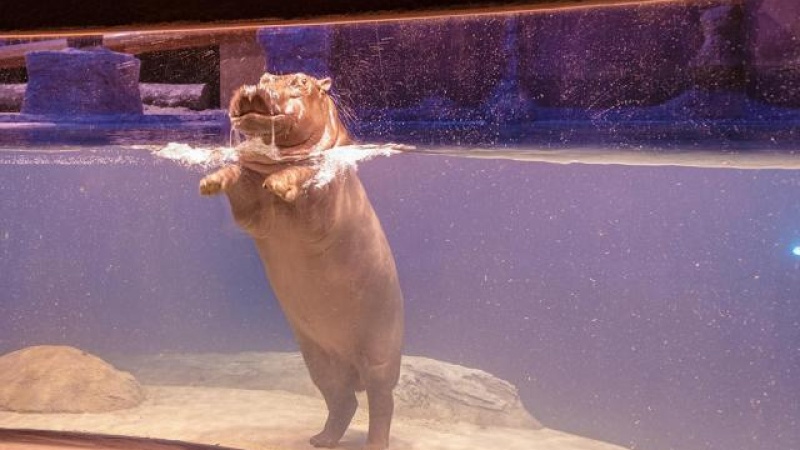 Afrykarium (Wrocławski Ogród Zoologiczny)