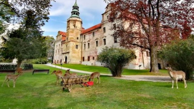 Zamek Książęcy Niemodlin